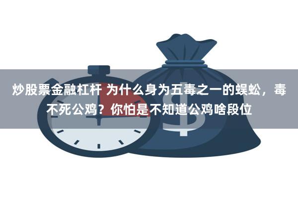 炒股票金融杠杆 为什么身为五毒之一的蜈蚣，毒不死公鸡？你怕是不知道公鸡啥段位